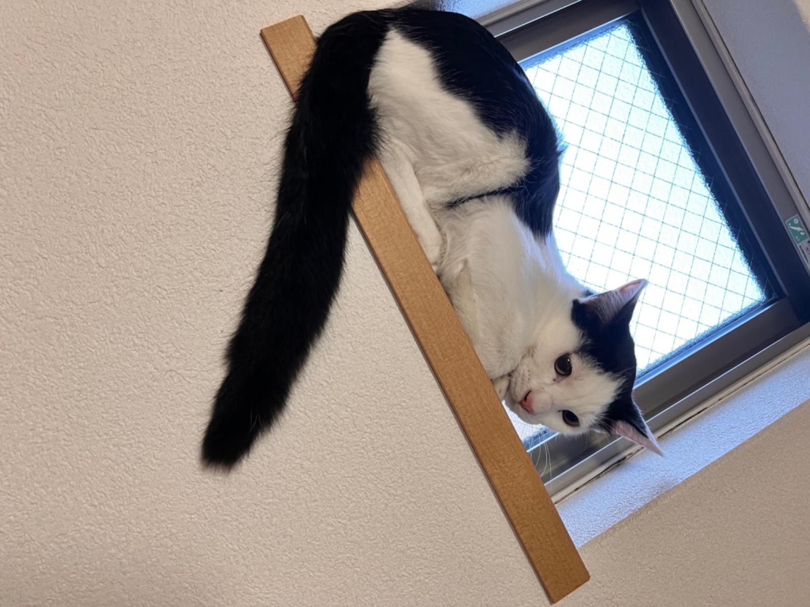 てんちゃん てんちゃん