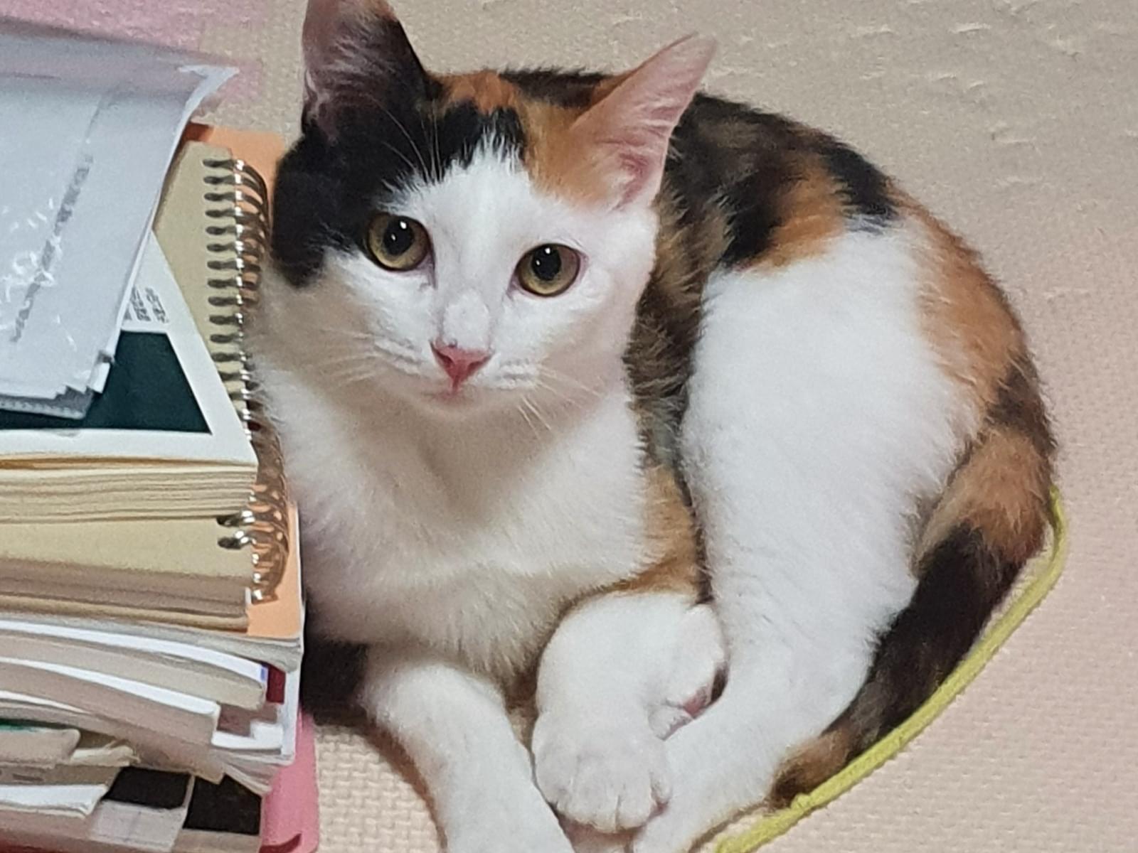 ミケイちゃん ミケイちゃん