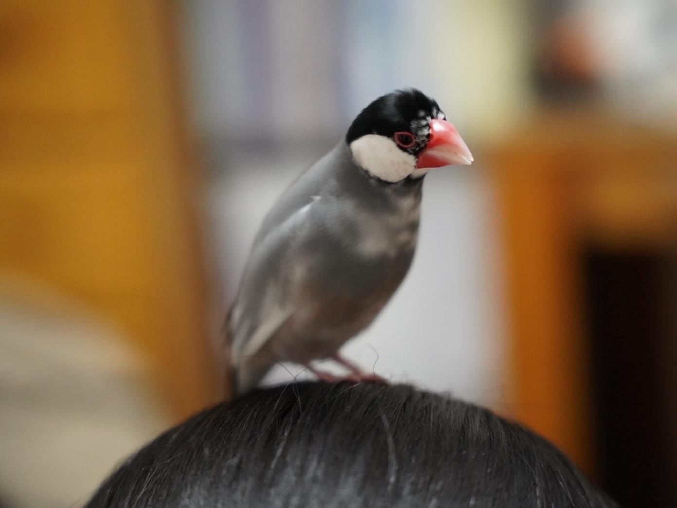 まめちゃん まめちゃん