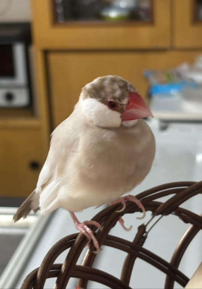 シナモン文鳥を探してます。