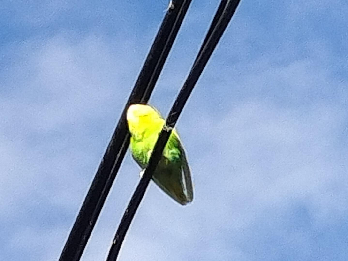 目撃された鳥 目撃された鳥