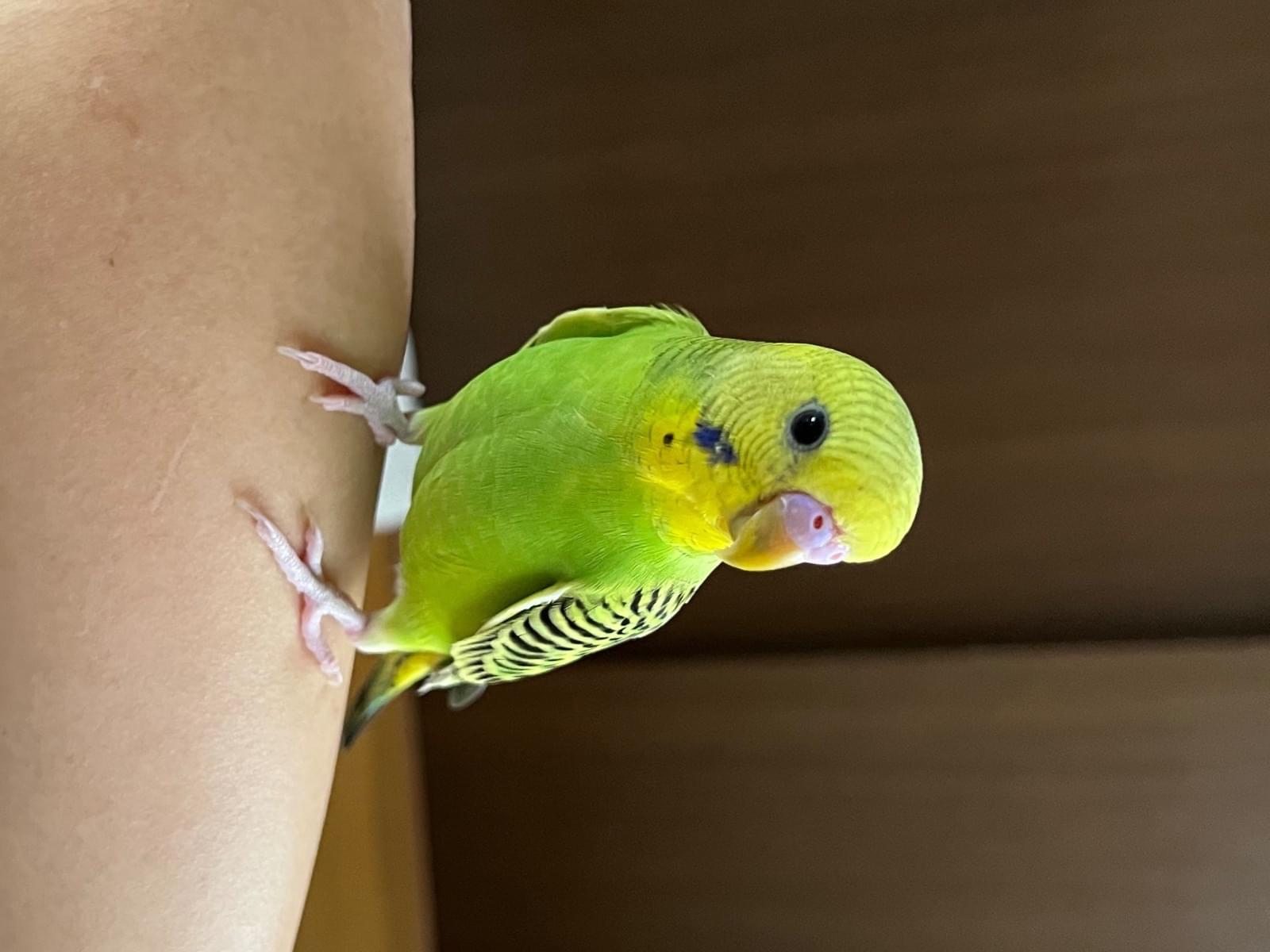 みきおちゃん みきおちゃん