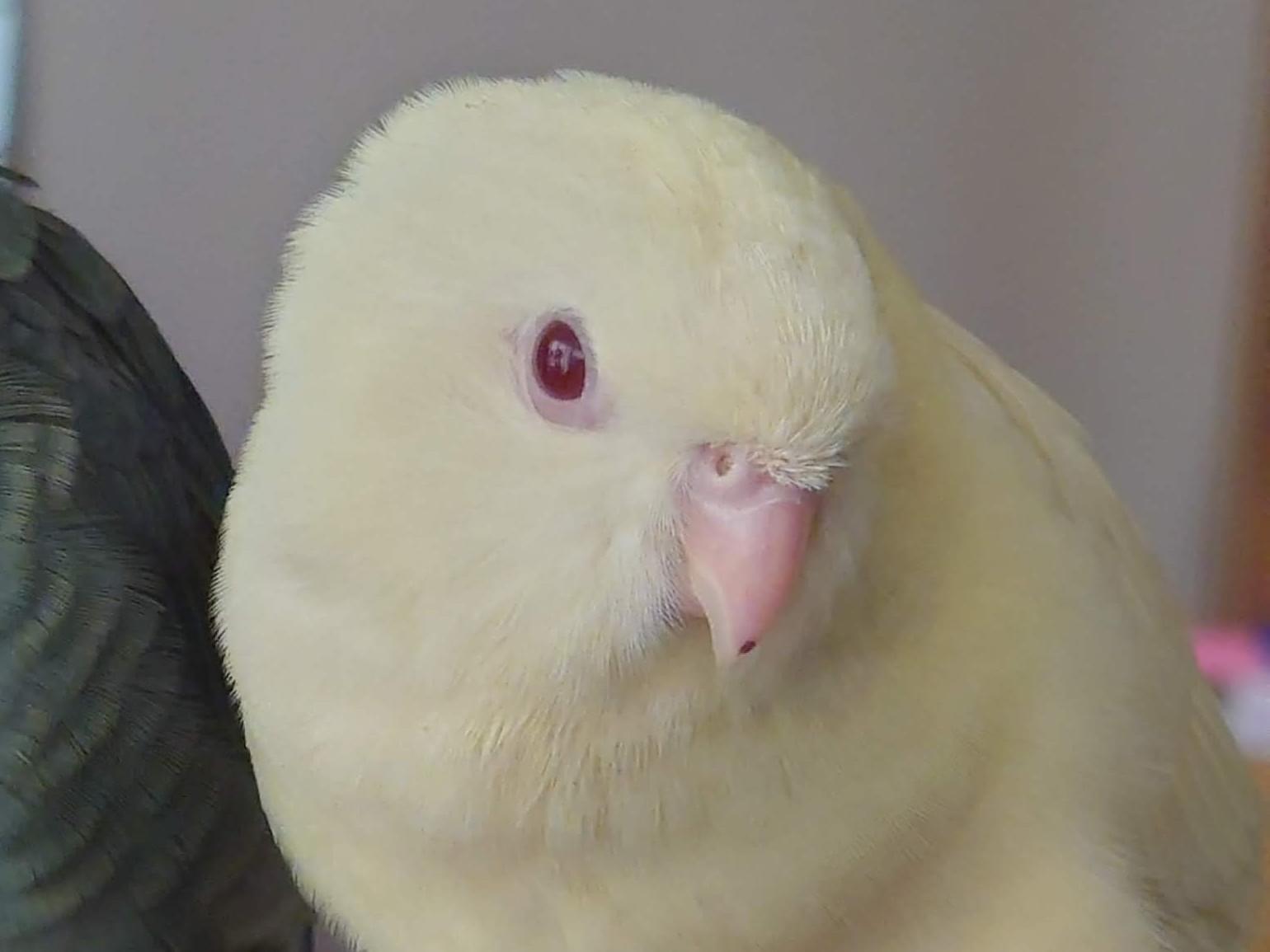 にこちゃん にこちゃん