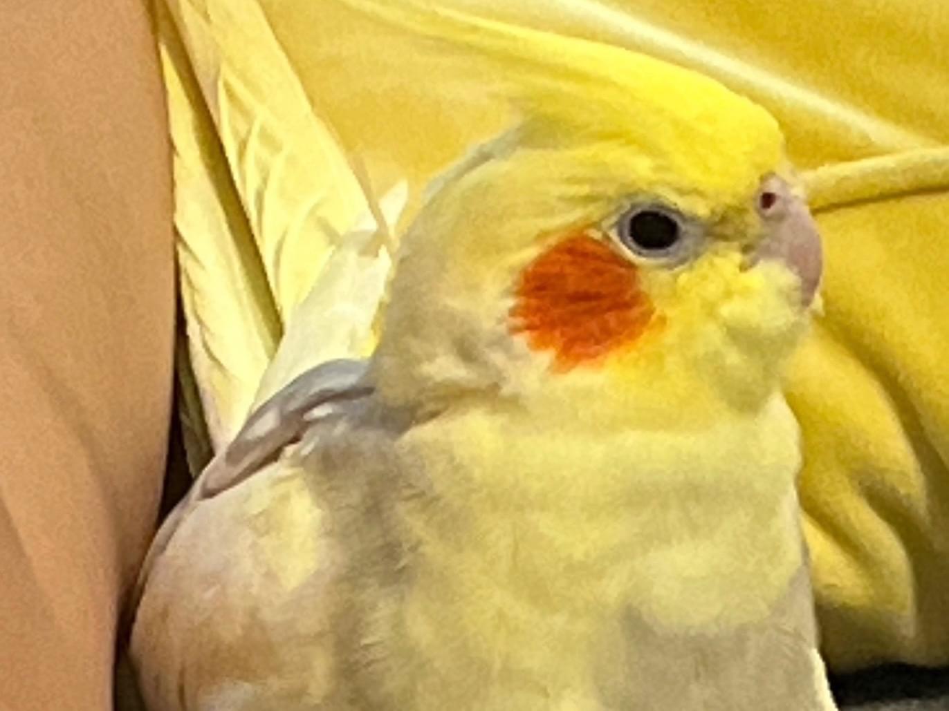 ぴのちゃん ぴのちゃん