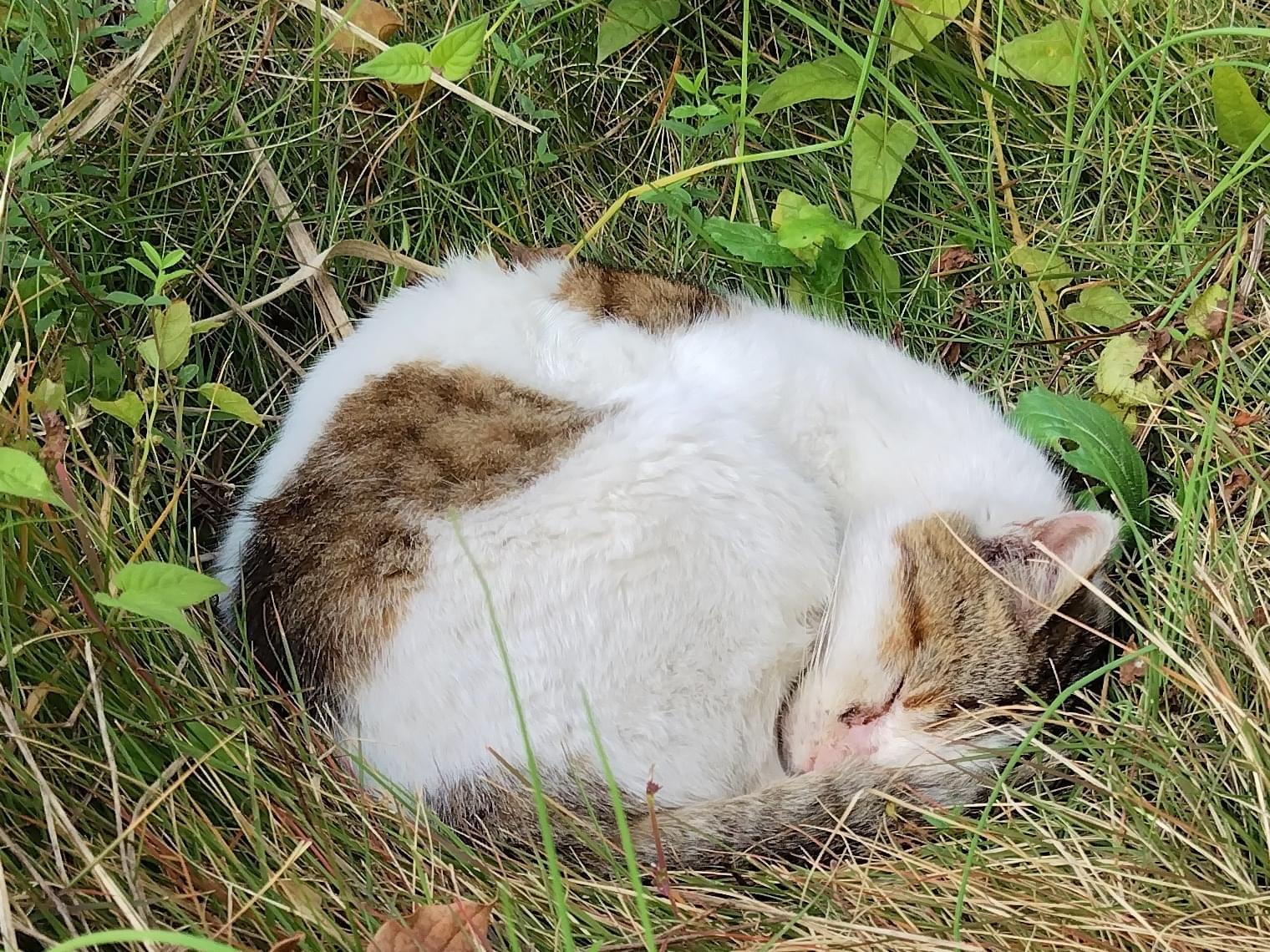 目撃された猫 目撃された猫