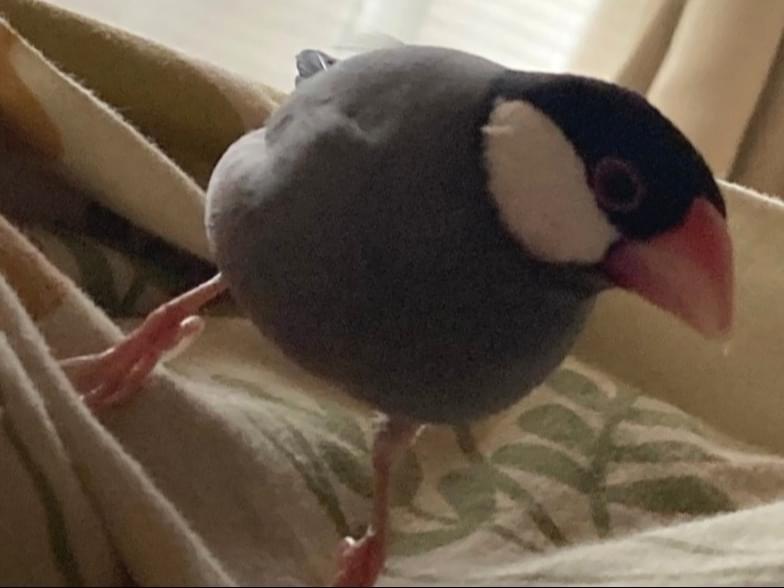 ももちゃん ももちゃん