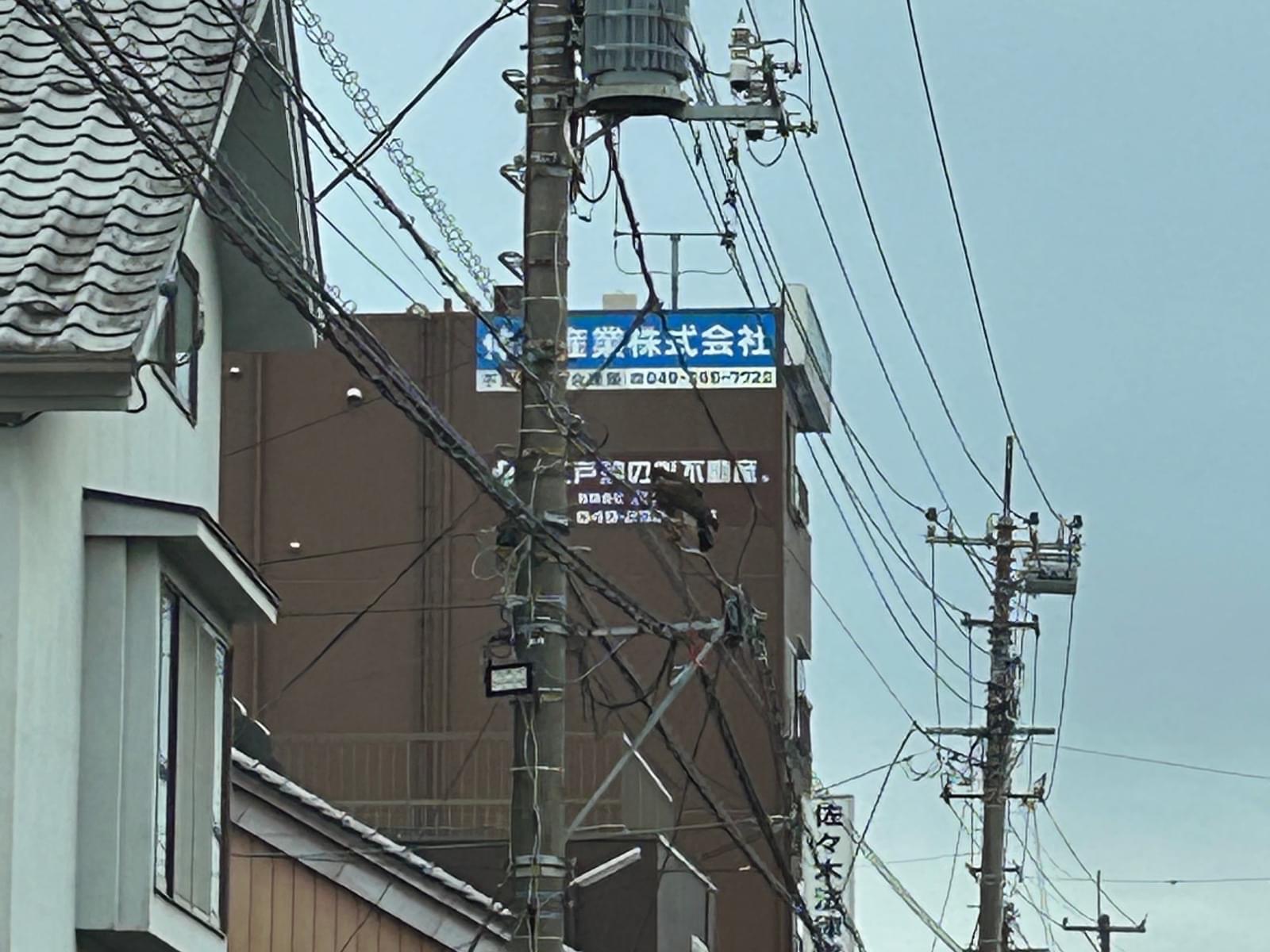 目撃された鳥 目撃された鳥