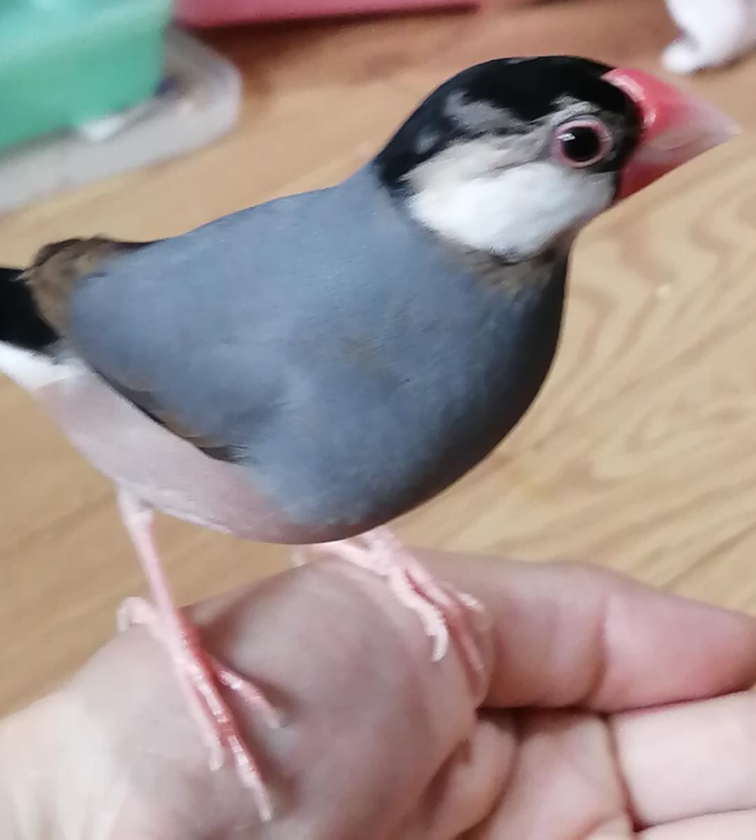 【コメント閲覧用】桜文鳥 桜文鳥、大阪河内長野市迷子