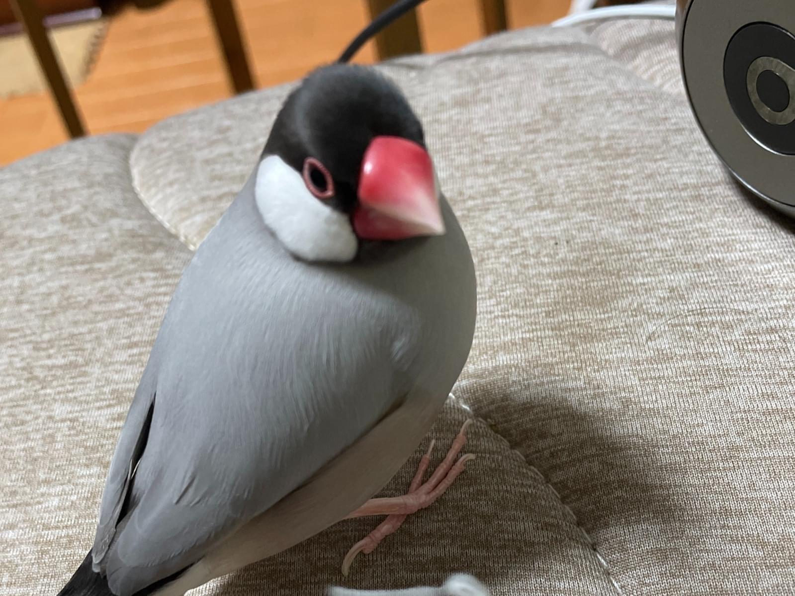 つくねちゃん つくねちゃん