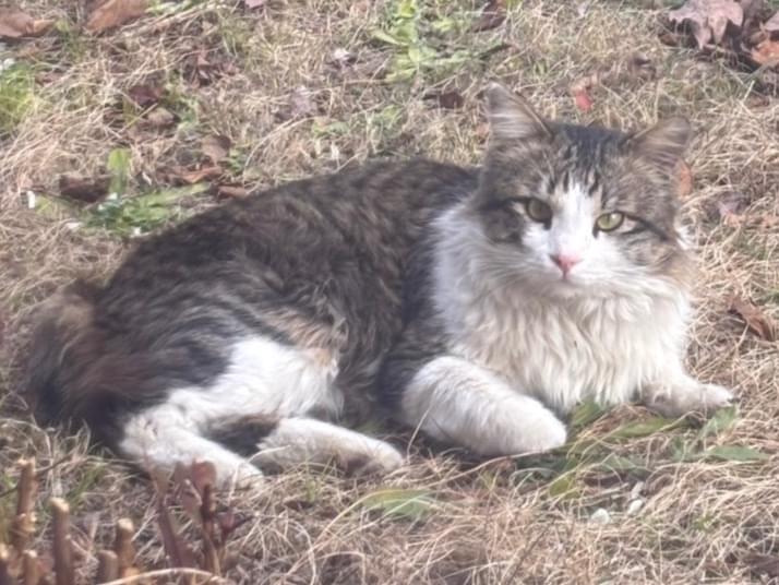 目撃された猫 目撃された猫