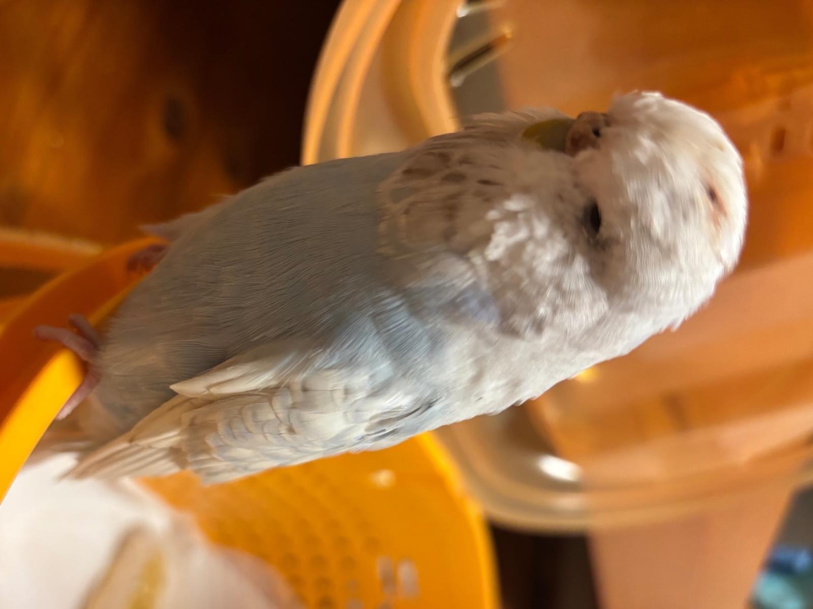 保護された鳥
