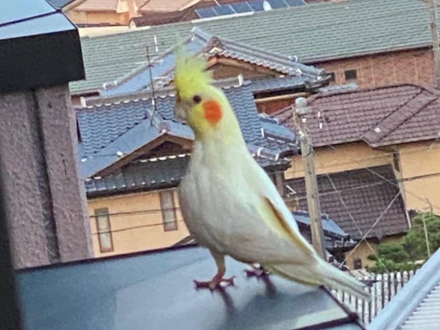 目撃された鳥 目撃された鳥