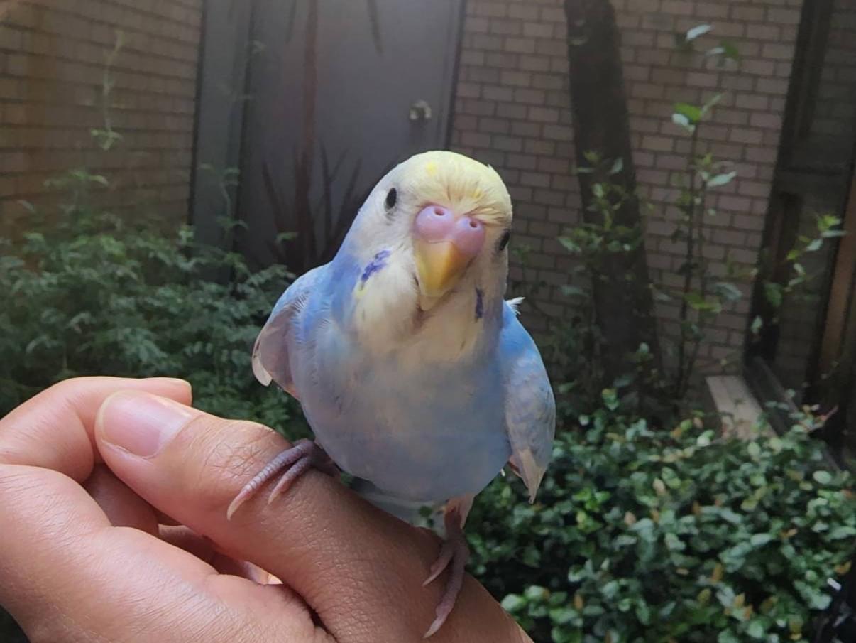 保護された鳥 保護された鳥