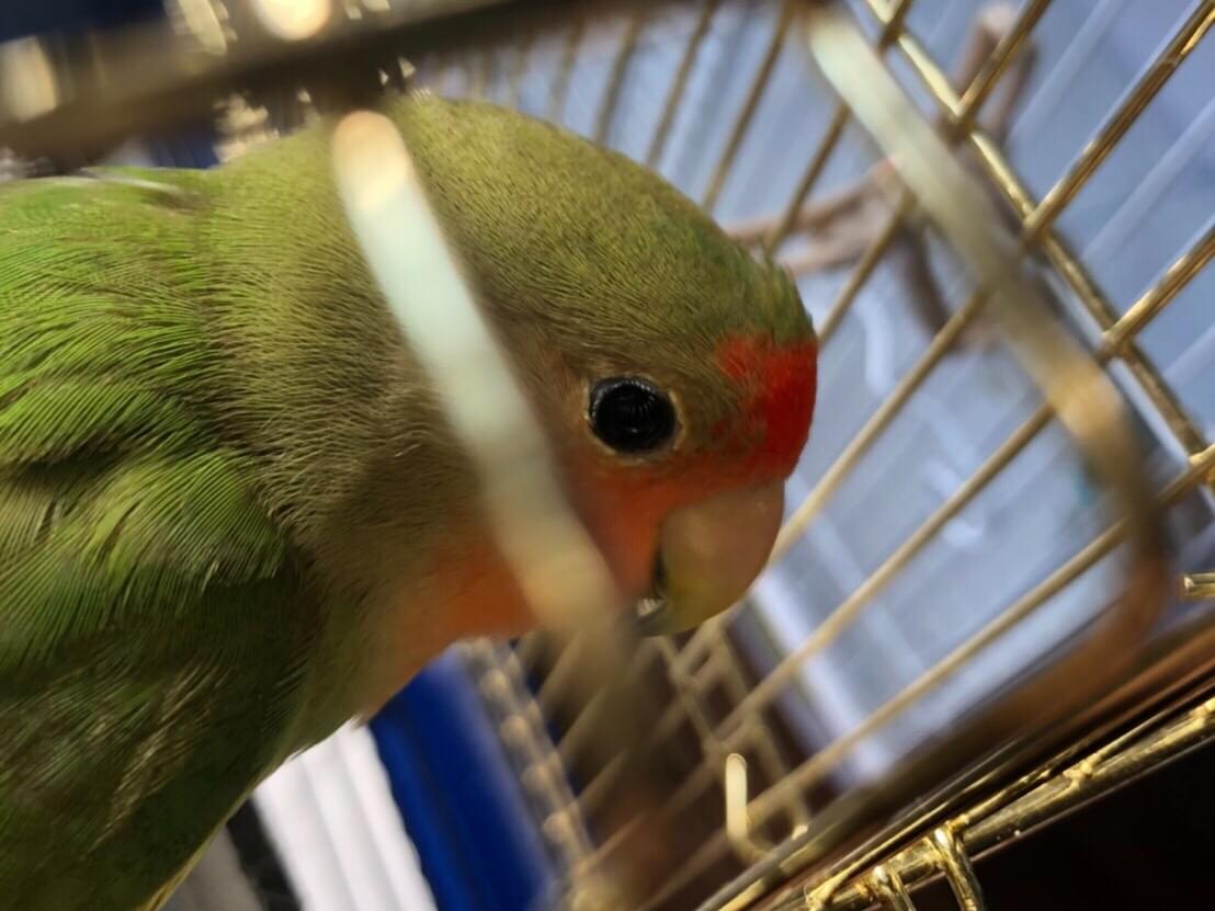 まるちゃん まるちゃん