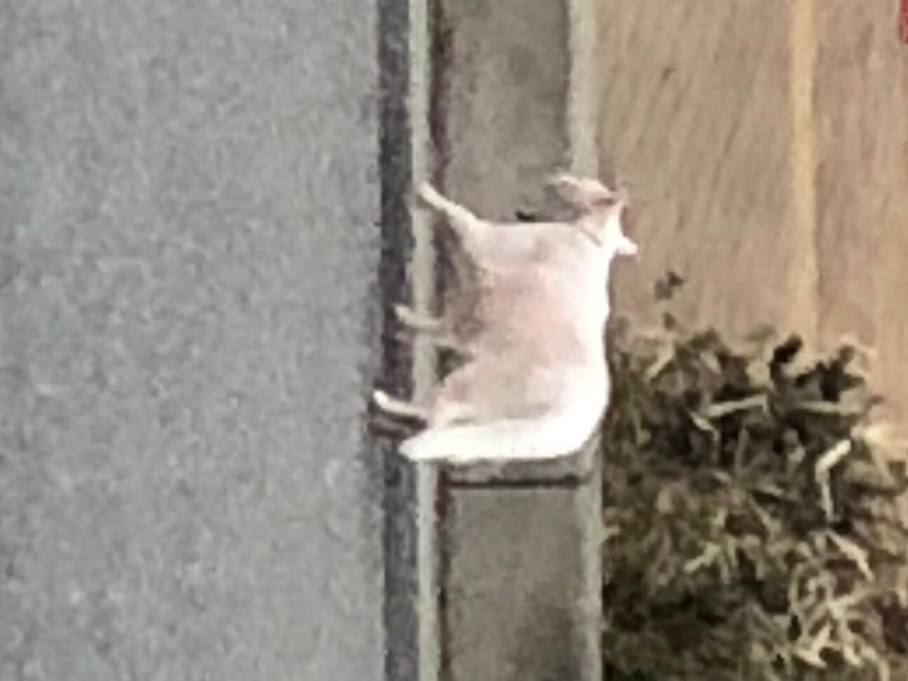 目撃された猫 目撃された猫
