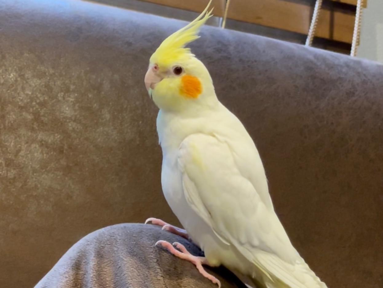 ミッキーちゃん ミッキーちゃん