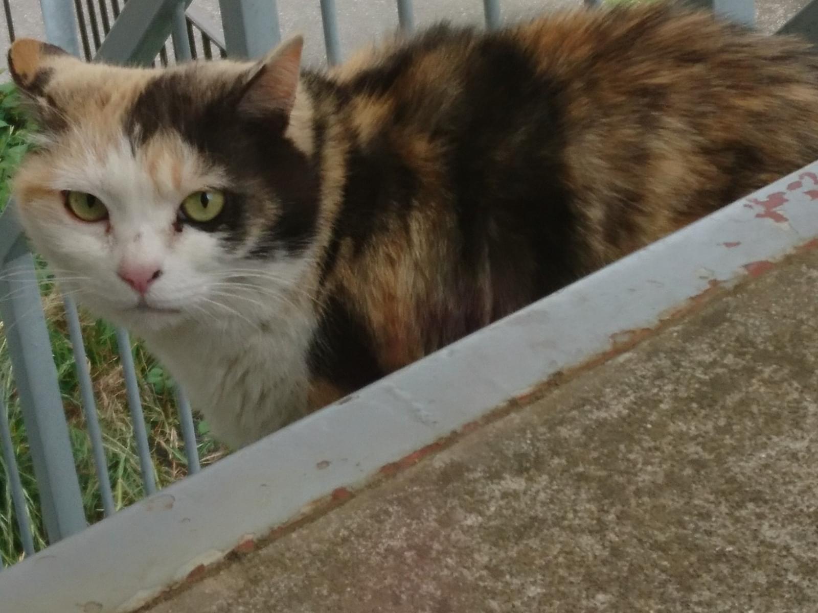 目撃された猫 目撃された猫