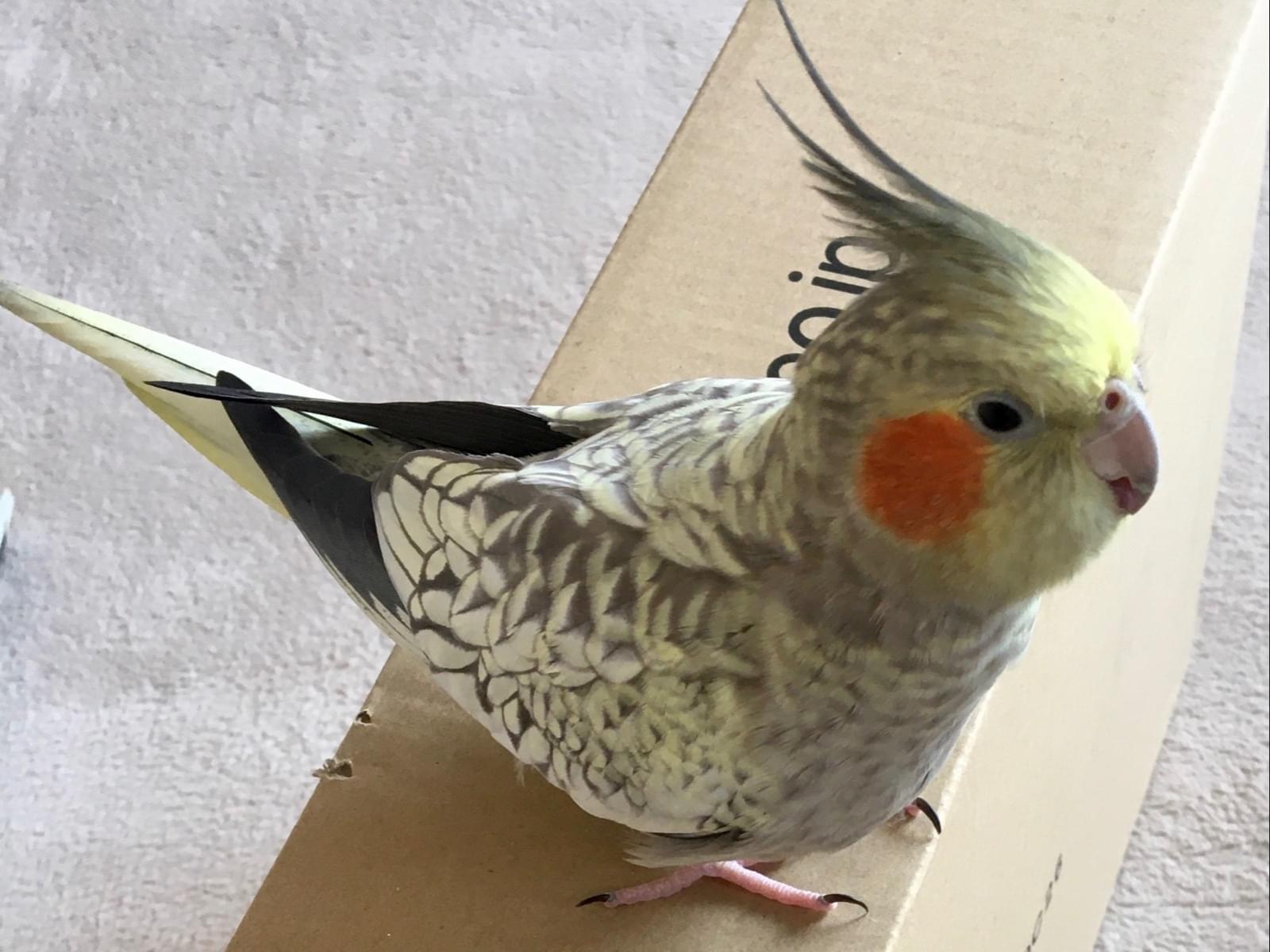 かつおちゃん かつおちゃん
