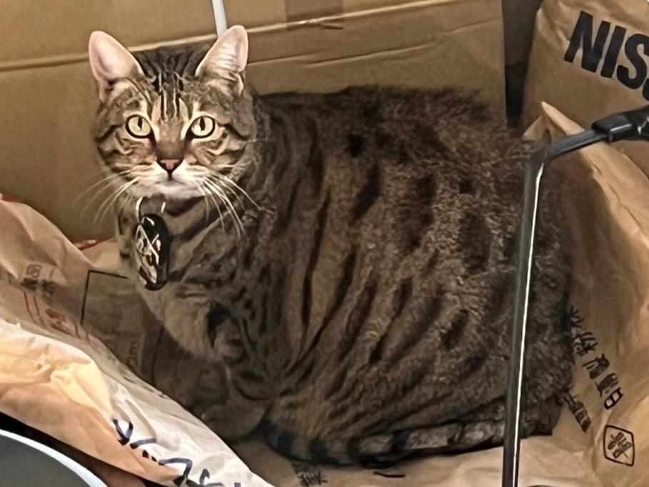 目撃された猫 目撃された猫