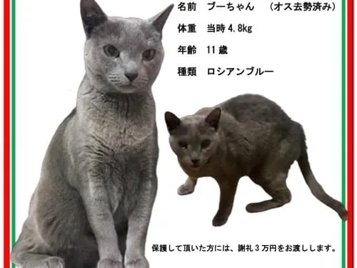 グレーの猫 ロシアンブルー 探しています