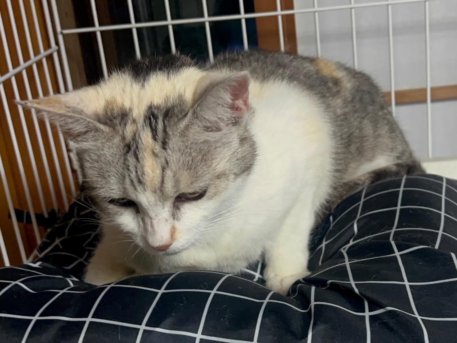 保護された猫 保護された猫