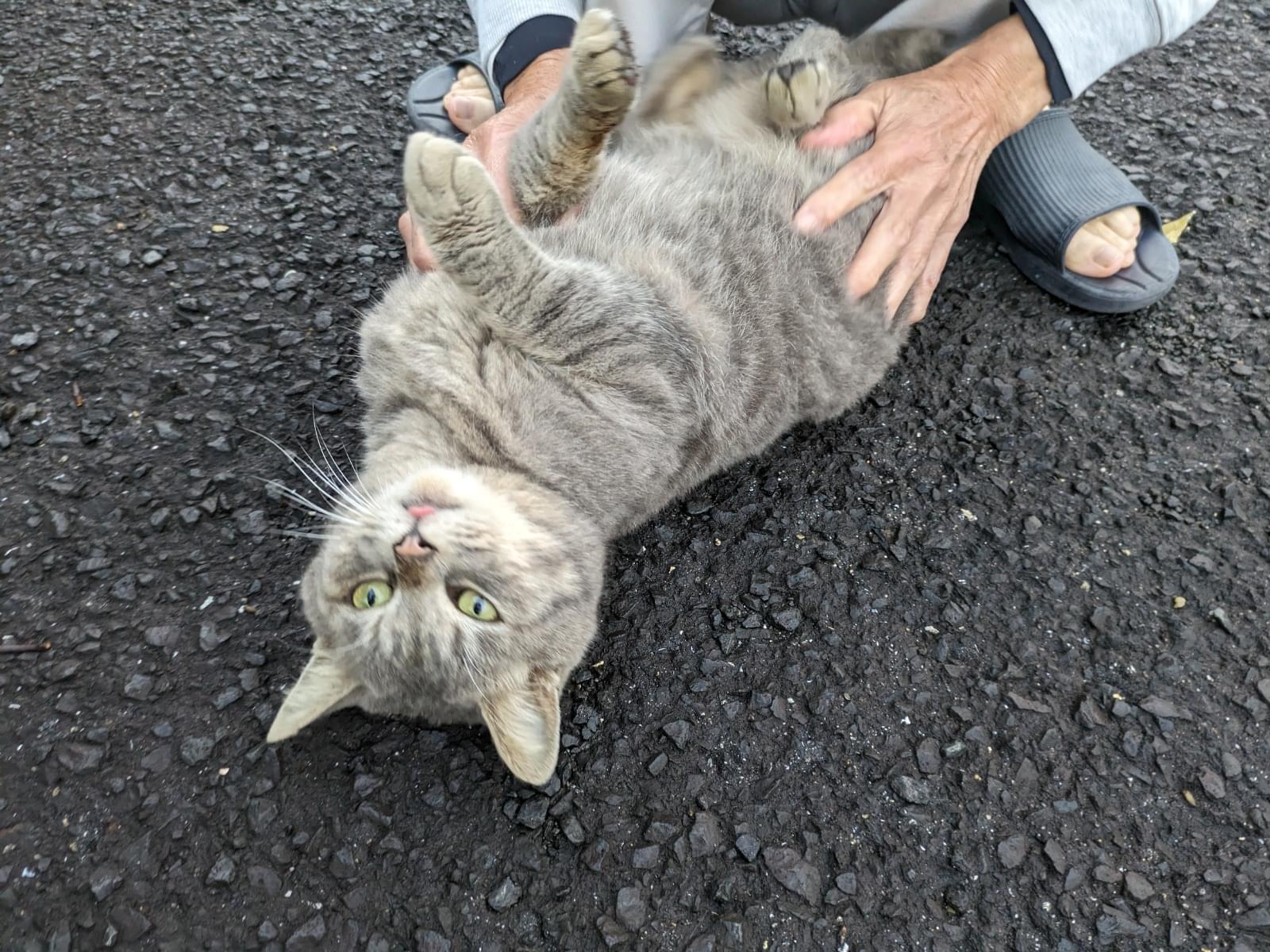保護された猫 保護された猫