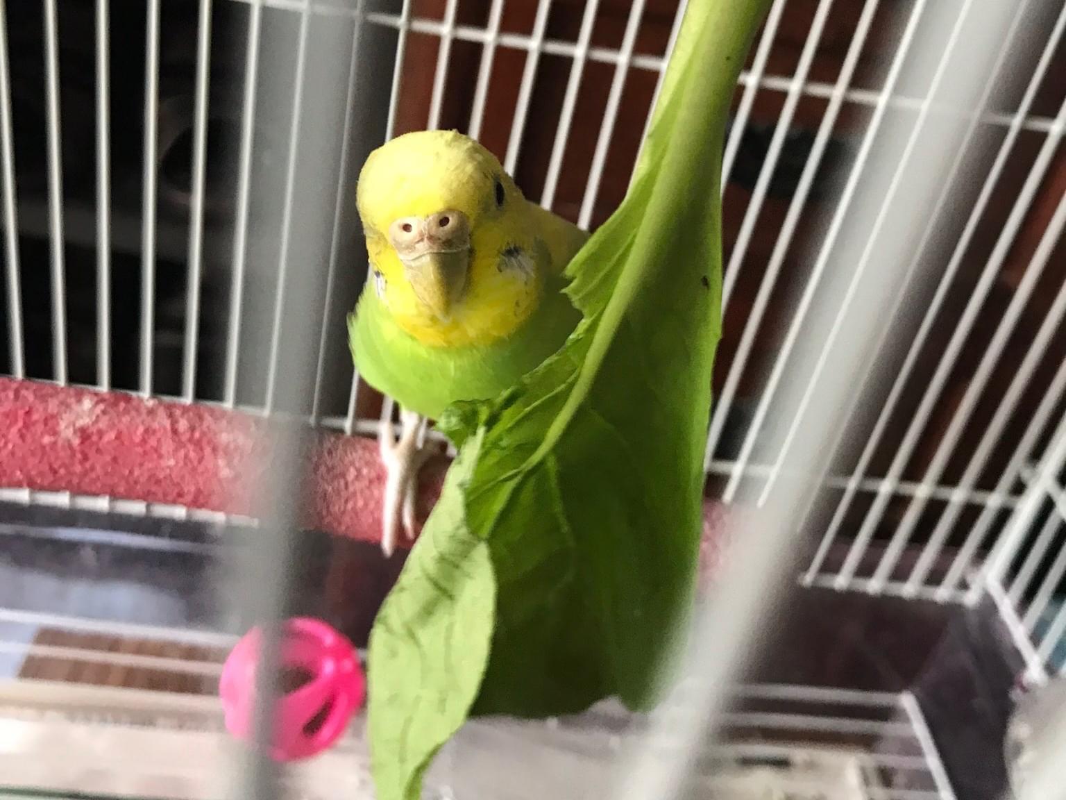 つくねちゃん つくねちゃん