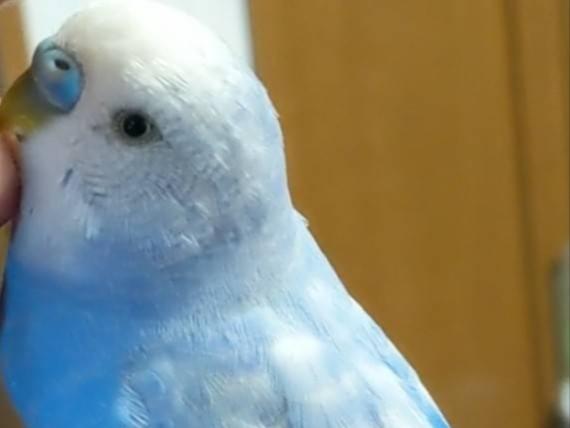 アオちゃん アオちゃん