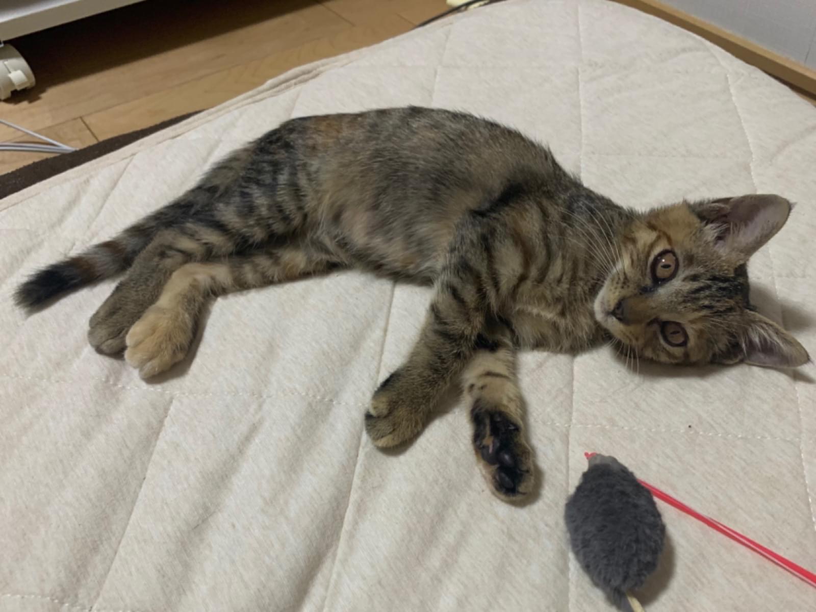 わさびちゃん わさびちゃん