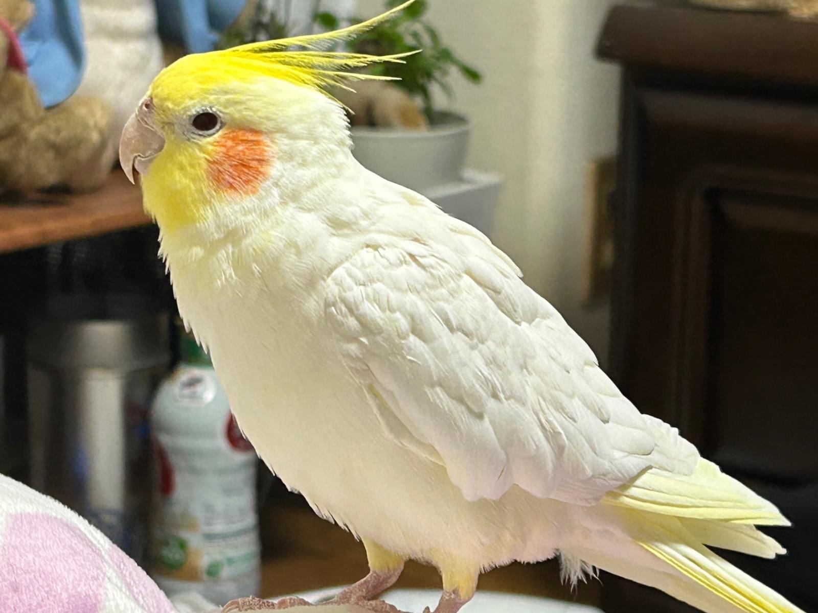 テンちゃん テンちゃん