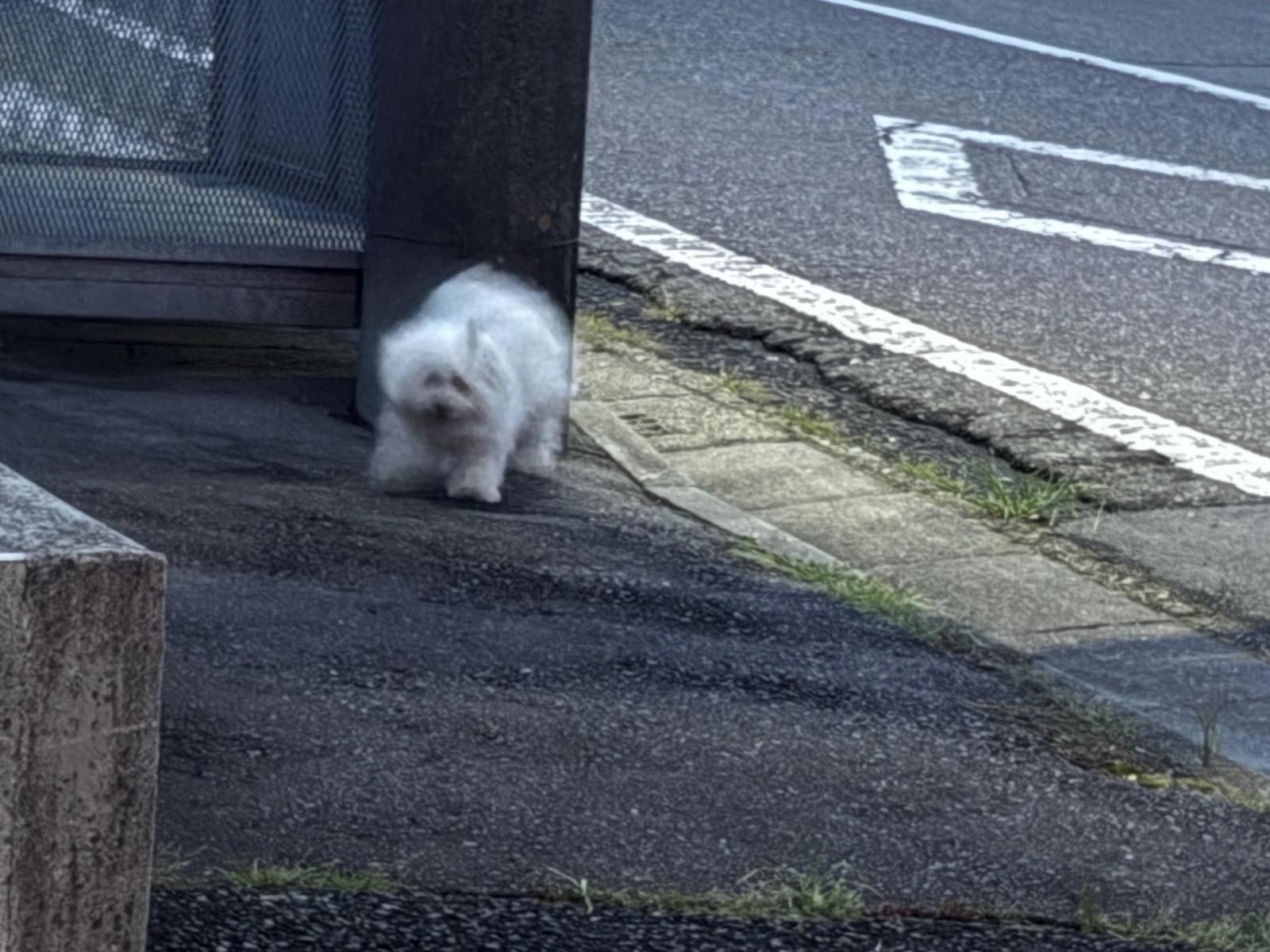 目撃された犬 目撃された犬