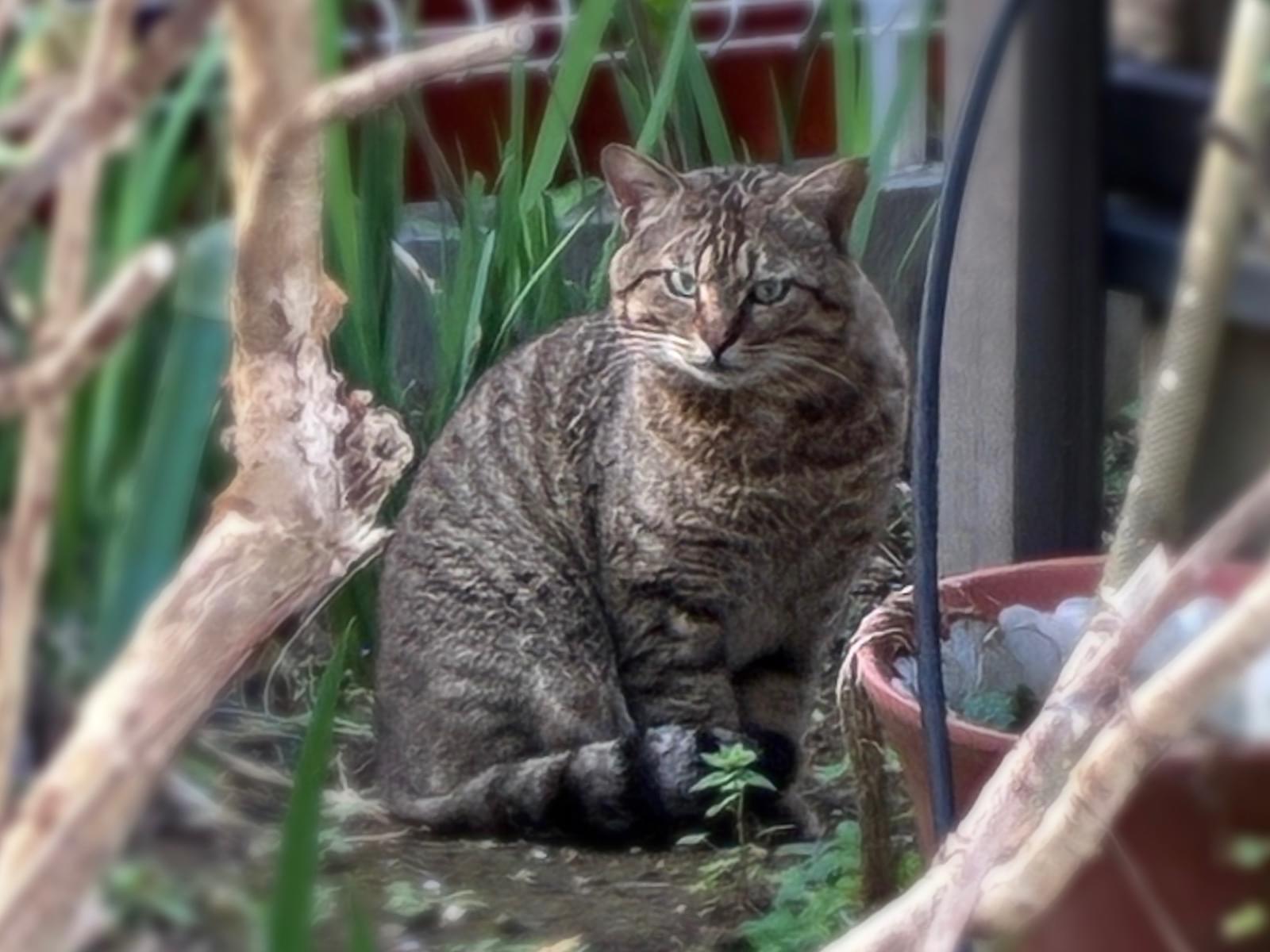 目撃された猫 目撃された猫