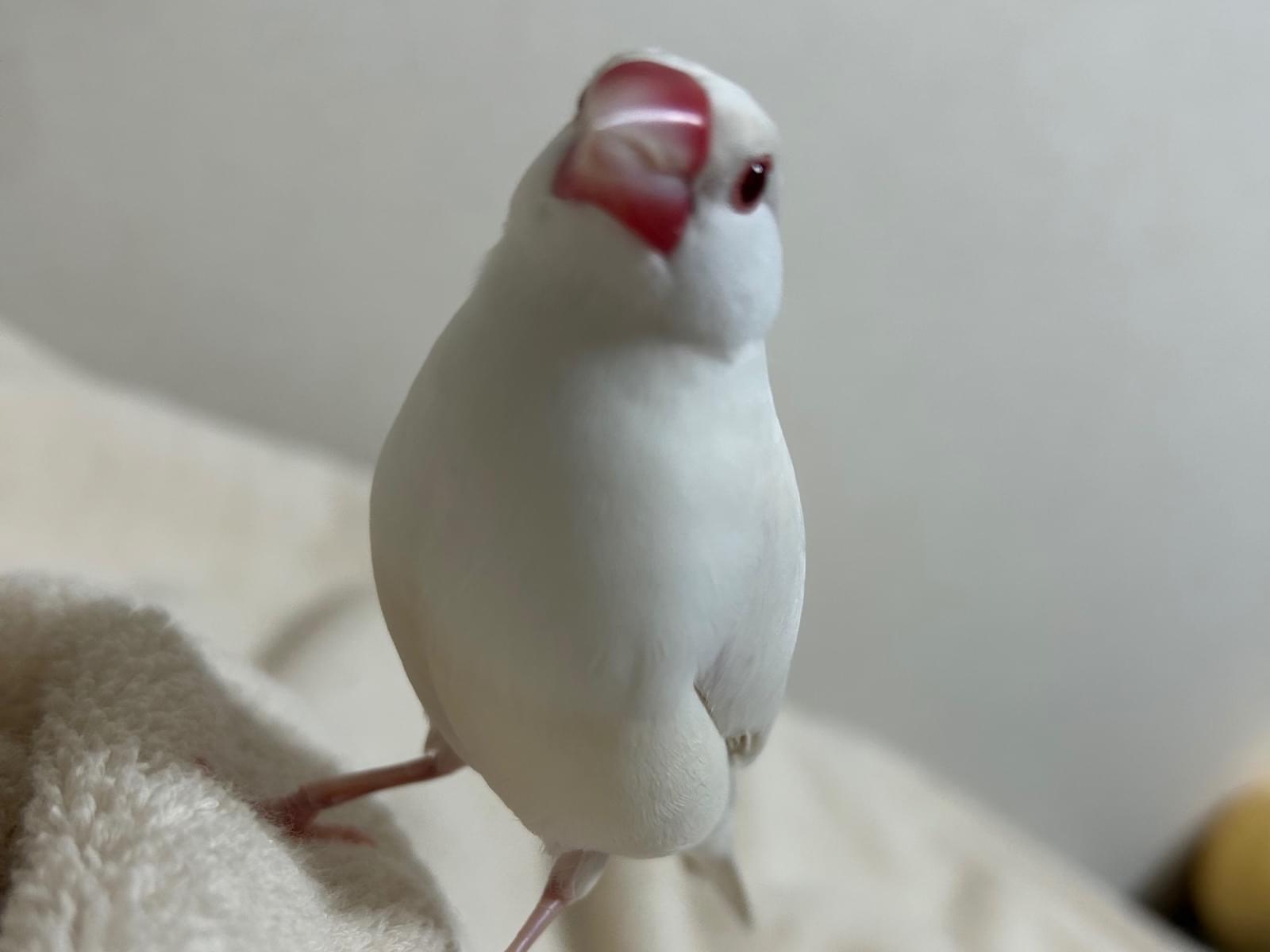 ぎんちゃん ぎんちゃん
