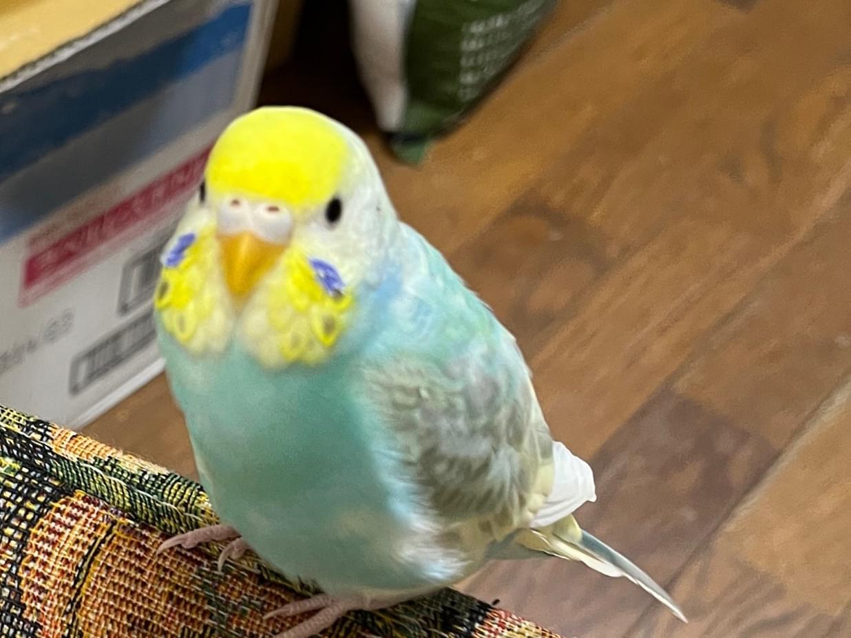 トミちゃん トミちゃん