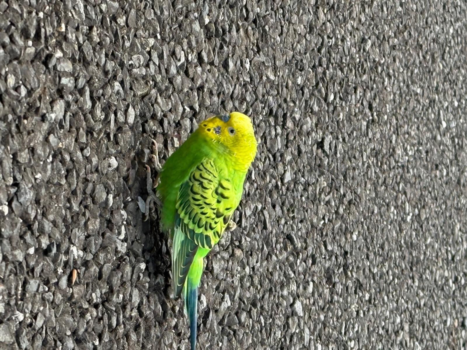 目撃された鳥 目撃された鳥