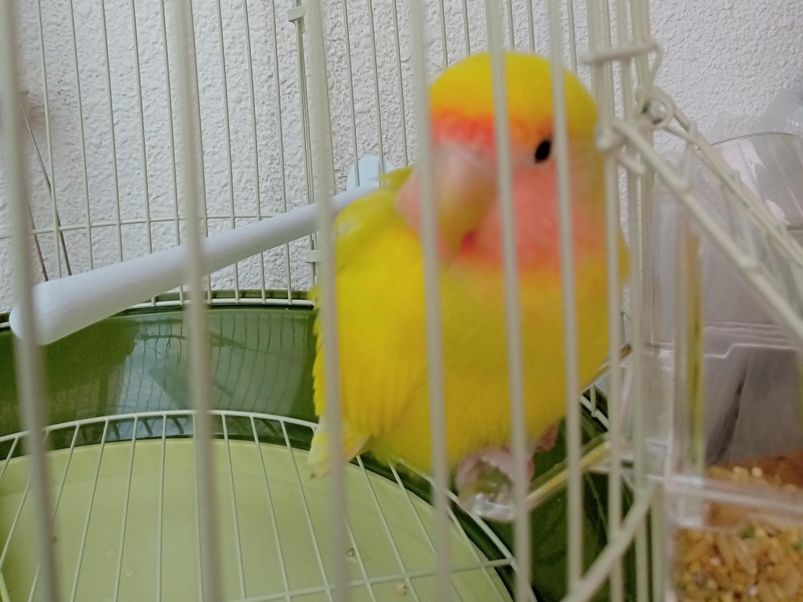 保護された鳥 保護された鳥