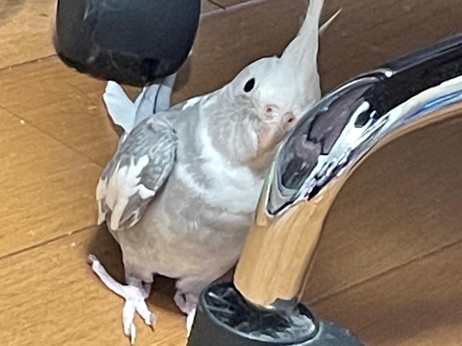 コンちゃん コンちゃん