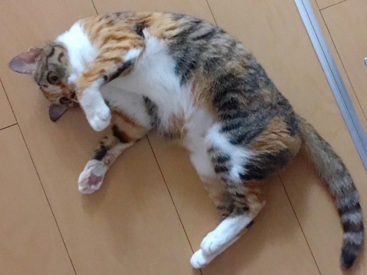 なつみちゃん なつみちゃん