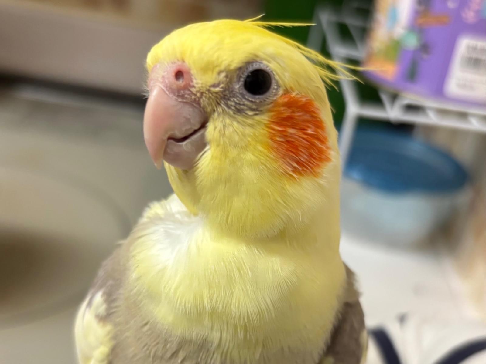 すいちゃん