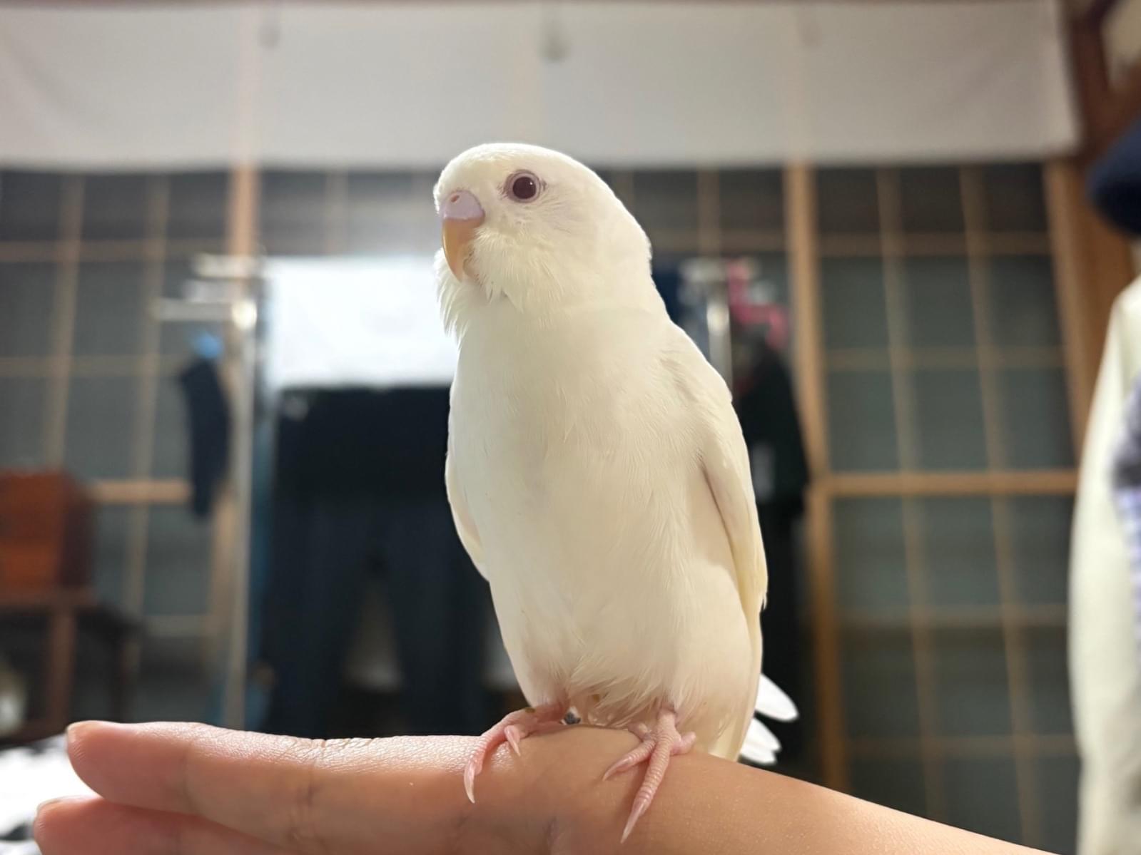 エリザベスちゃん エリザベスちゃん