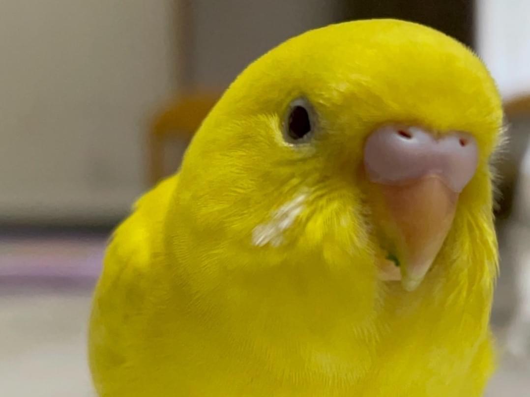 チコちゃん チコちゃん