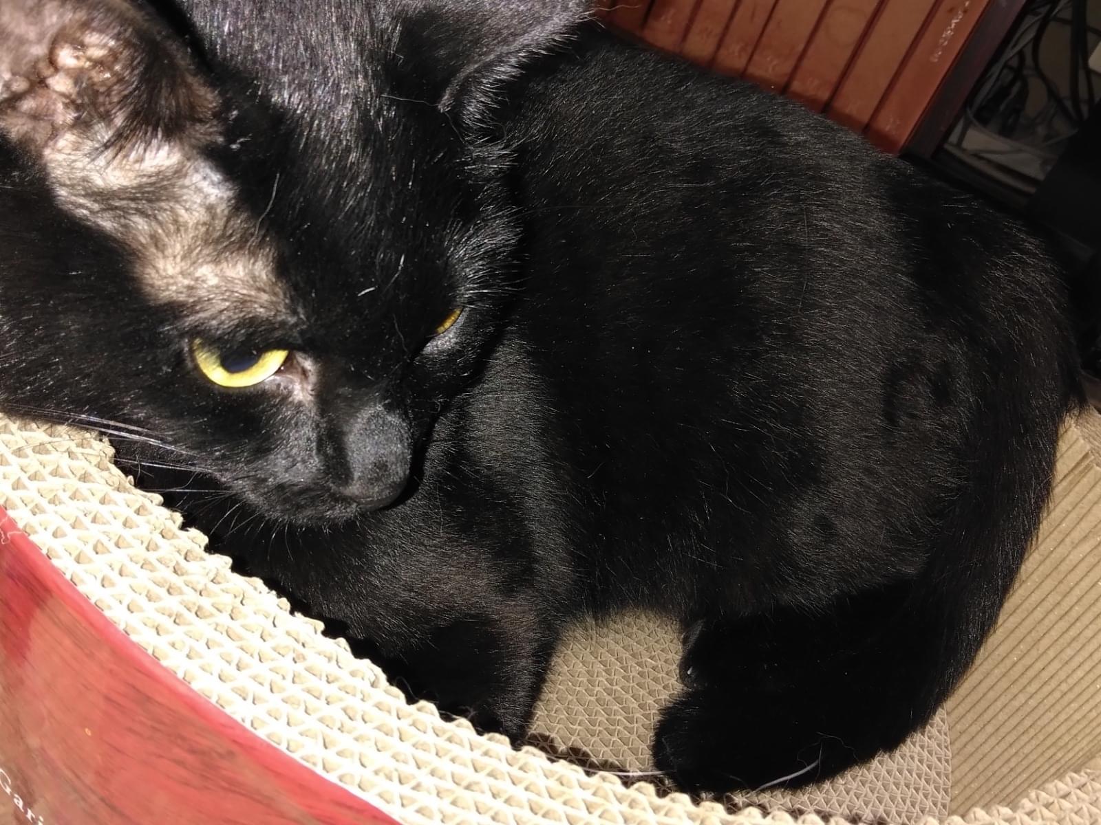 ポルトちゃん ポルトちゃん