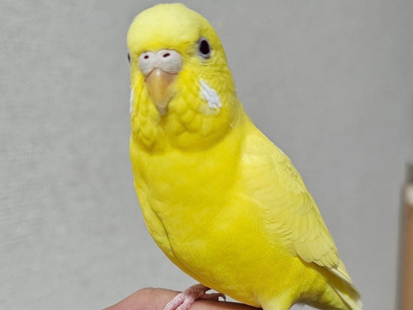れもんちゃん れもんちゃん