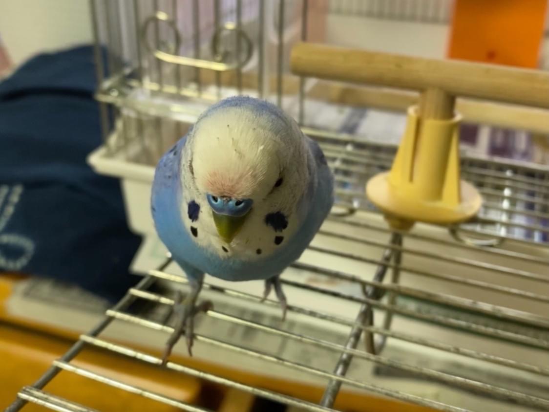 てんちゃん てんちゃん