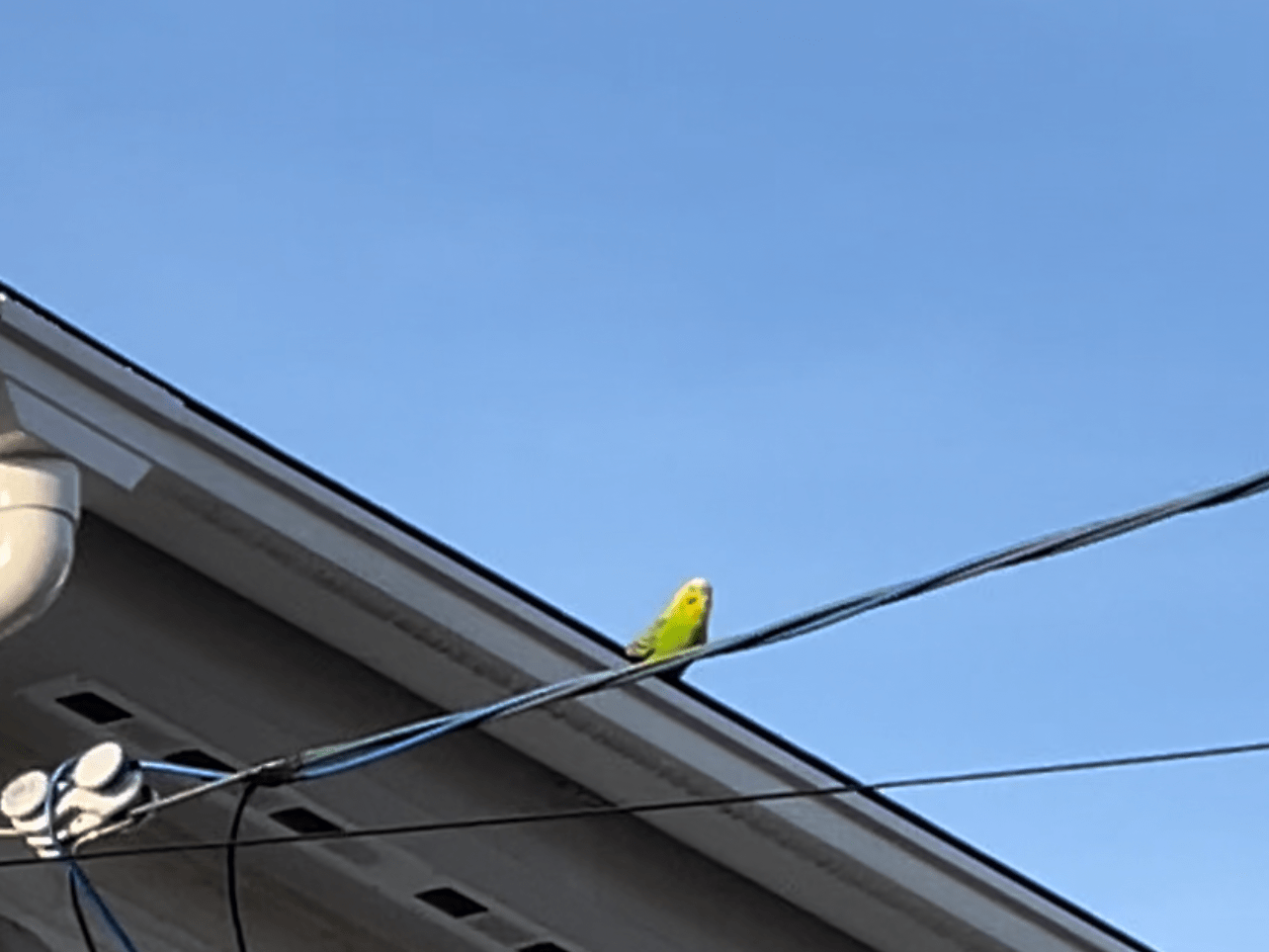 目撃された鳥 目撃された鳥