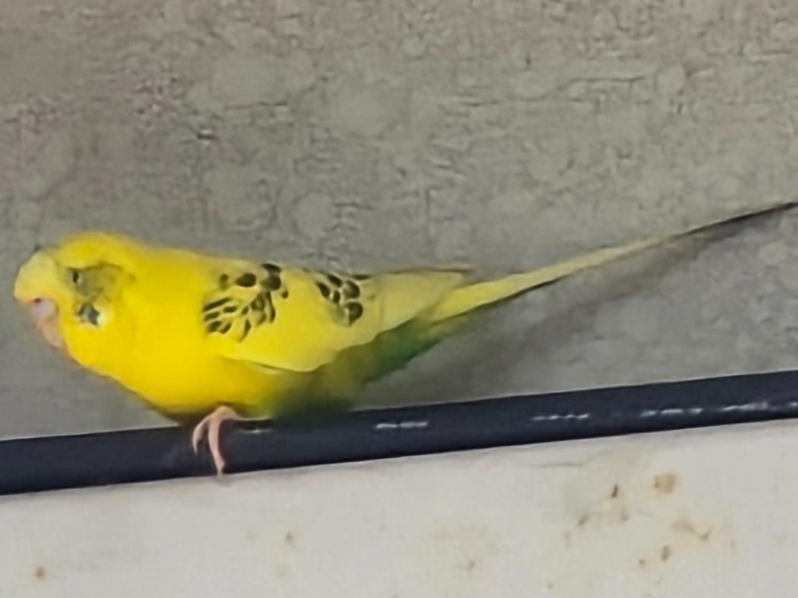 目撃された鳥