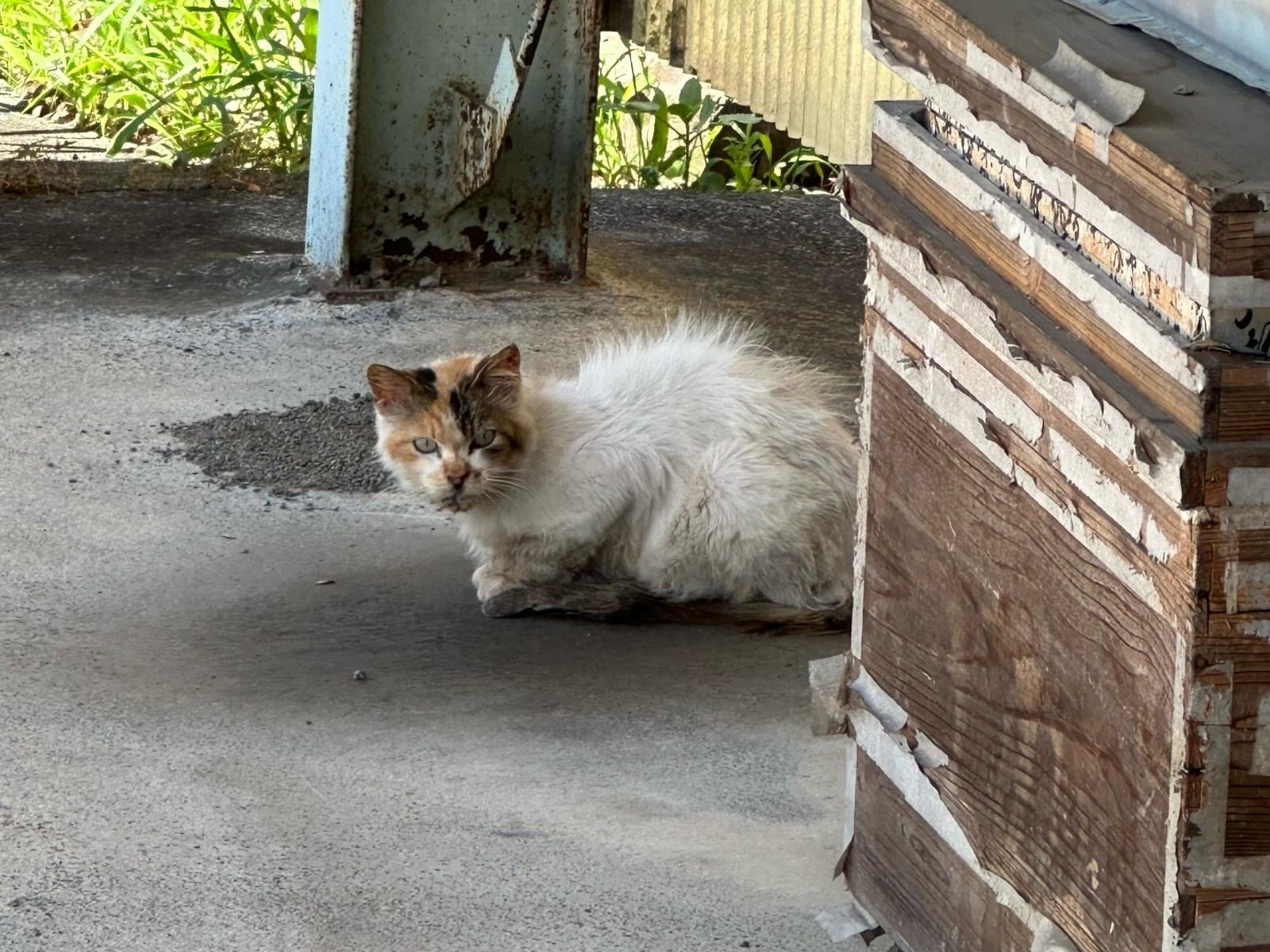 目撃された猫 目撃された猫