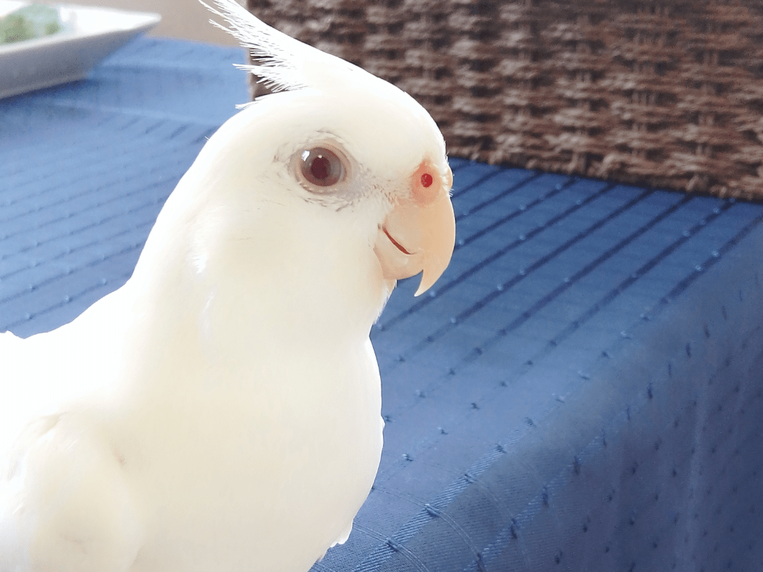 オカメインコちゃん オカメインコちゃん