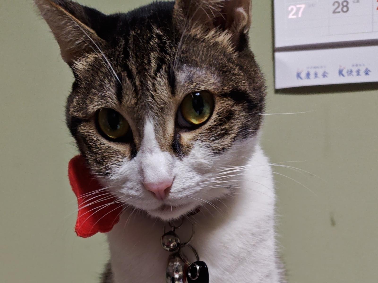 小梅ちゃん 小梅ちゃん