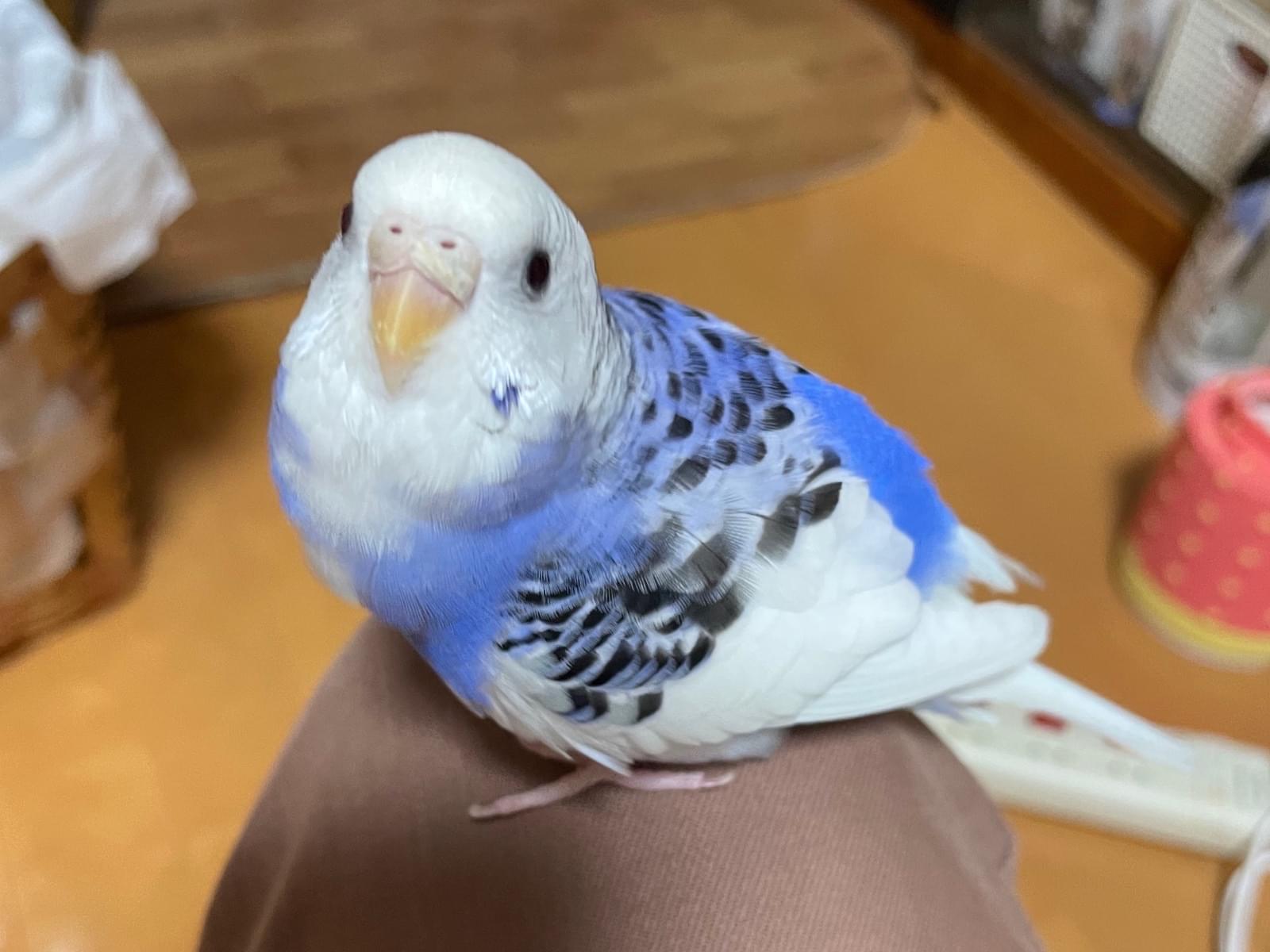 サリーちゃん サリーちゃん
